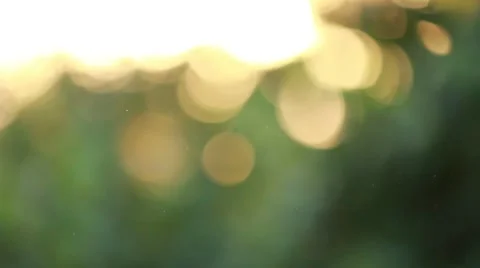 In the evening, the sun at sunset, fly midge , focus, blurred background, bokeh Stock Footage 51932221