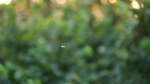 In the evening, the sun at sunset, fly midge , focus, blurred background, bokeh. Stock Footage 51963952