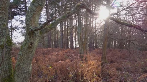 Evening sun through forest trees Stock Footage 146244313