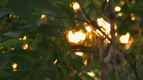 Evening sun through leaves Stockbeeldmateriaal 90490349