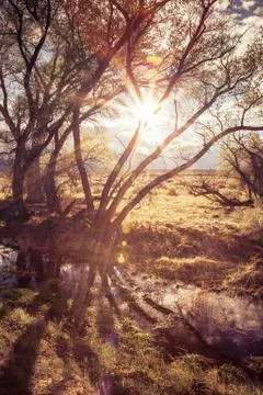 Evening sun through trees Stock Photos