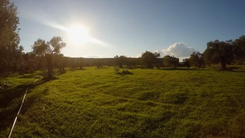 Evening Sun Warms The Old Olive Garden And Green grass in winter on a warm Stock Footage 81630688