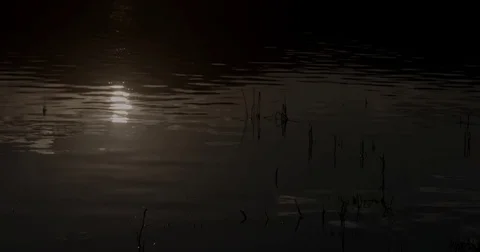 Evening sun on water Video stock 83214302