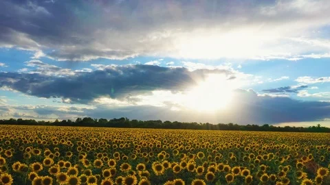Evening sunflower field 2 Stock Footage 111537585