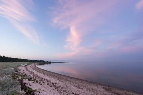 Evening sunlight and spruce tree on the coast, pink clouds and blue sky backg Stock Photos