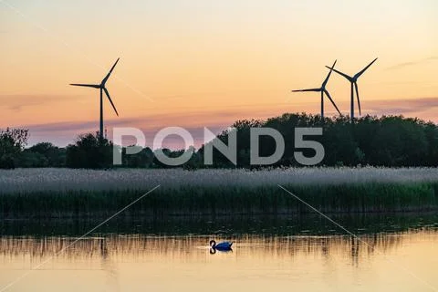 Evening sunlight on coast, pink and golden clouds, swan and sky reflection on Stock Photos