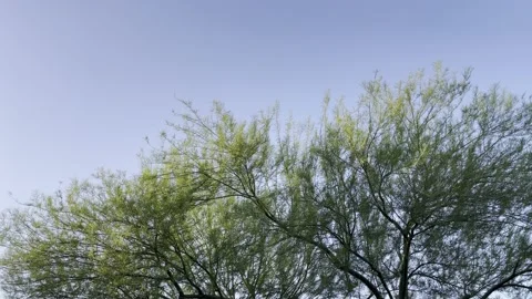 Evening sunlight coming through desert trees Stock Footage 190553198