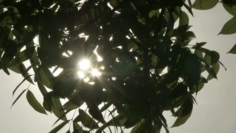Evening sunlight effect through leaf foliage at sunset Stock Footage 141300096