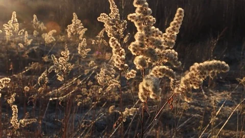 Evening sunlight Stock Footage 74959613