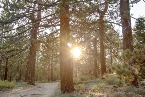 Evening sunlight in the forest Fotos de archivo