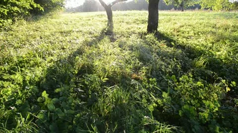 Evening sunlight in old garden Stock Footage 11979085