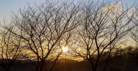 Evening sunlight orange. through the bare spring trees Stock Photos