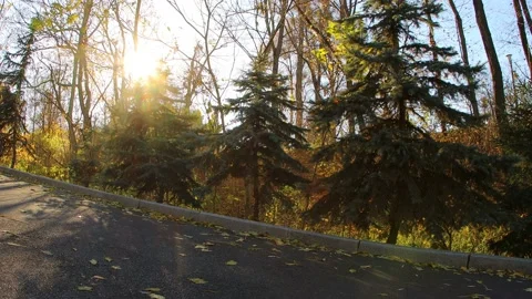 Evening sunlight at park road Stock Footage 164383106