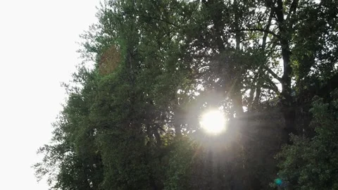 Evening sunlight shines through the branches. the view is low 50fps Stock Footage 157590836