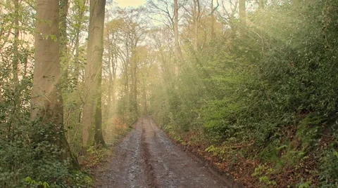 Evening sunlight shines through trees unto a forest road in Germany Video stock 62487117