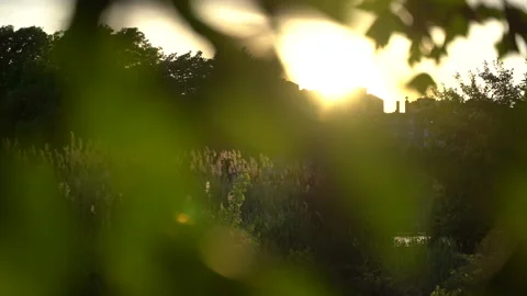 Evening sunlight shines throw a meadow with reeds and leaves Vídeo Stock 195531841