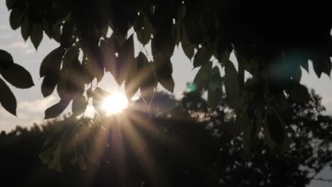 Evening Sunlight Shining Through Caterpillar Eaten Leaves in Tree Vídeo Stock 120257211