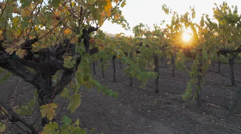 Evening sunlight through grape vines panning both directions Stock Footage 56685096