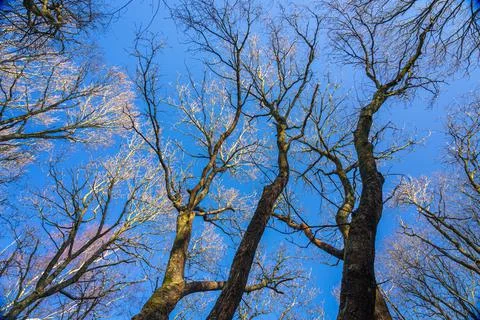 Evening sunlight on tree tops Stock Photos