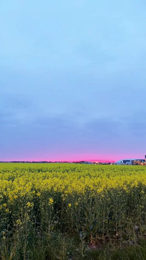 Evening. Sunset  | 3 | A field of yellow rapeseed flowers in bloom Stock Footage 336304637