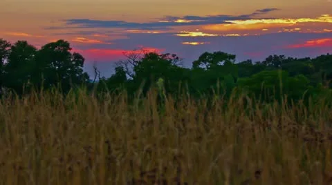 Evening sunset behind forest Stock Footage 11514800