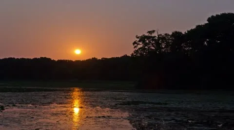 Evening sunset behind forest 動画素材 11515014