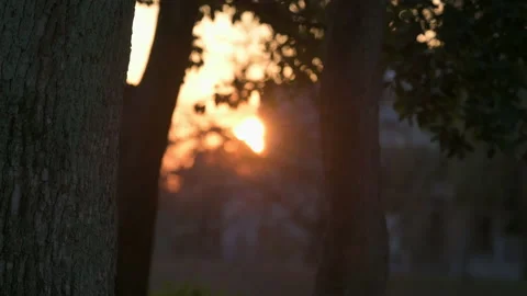 Evening sunset behind trees. Slow motion. Stock Footage 170681114