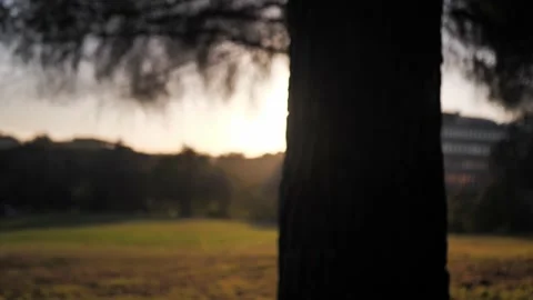 Evening sunset behind trees. Slow motion. Stock Footage 222642963