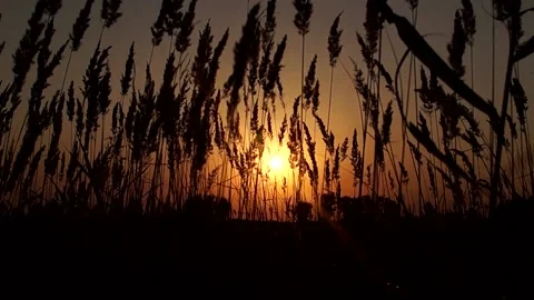Evening sunset in the middle of the reeds Stock Footage 220325829
