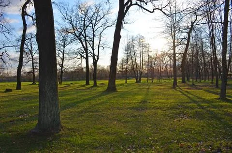 Evening sunset in the park. Stock Photos