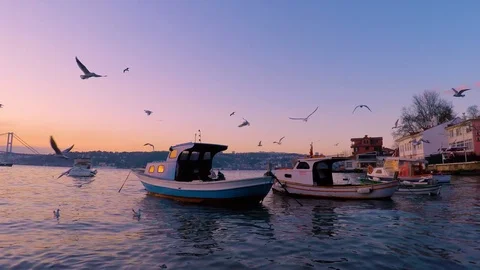 Evening sunset seagulfs boats Stock Footage