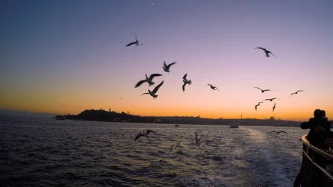 Evening sunset seagulfs from a vessel Stock Footage 102539265