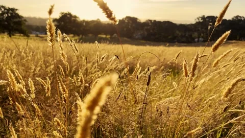 Evening Sunset shining through Long grass Stock-Footage 177783982