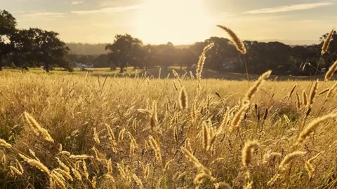 Evening Sunset shining through Long grass Stock Footage 177783989