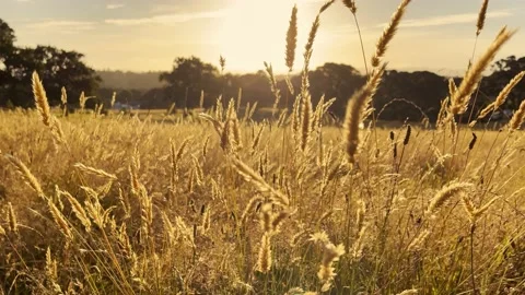 Evening Sunset shining through Long grass Vidéo 177783993