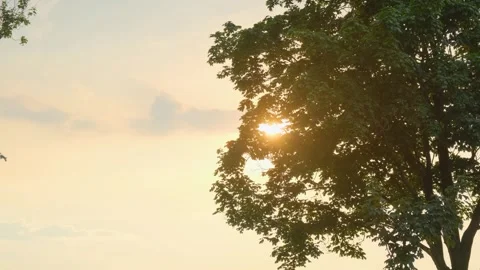 Evening sunset through green tree foliage. Golden hour Stock Footage 305075197
