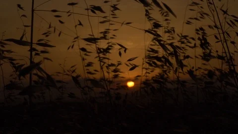 Evening sunset through the high grass on Mallorca, Spain, slowmotion Stock Footage