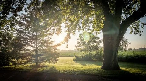 Evening Sunset through Tree branches Stock Photos