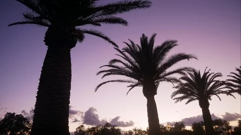 Evening sunset time-lapse with palm trees Stock Footage 92162103