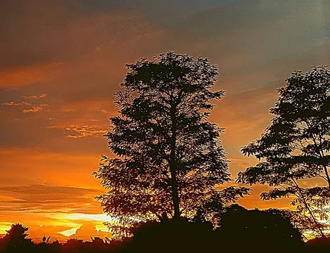 Evening sunset view among the trees Stock Photos