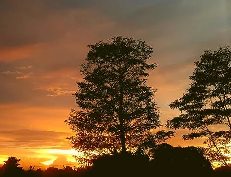 Evening sunset view among the trees Stock Photos