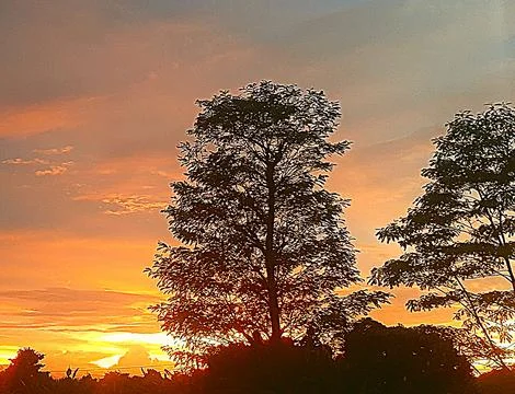 Evening sunset view among the trees Stock Photos