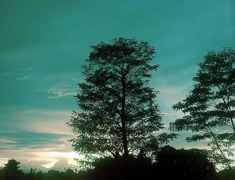 Evening sunset view among the trees Stock Photos