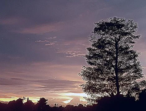 Evening sunset view among the trees Stock Photos