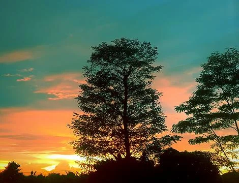 Evening sunset view among the trees Stock Photos
