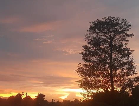 Evening sunset view among the trees Stock Photos