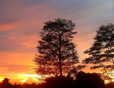 Evening sunset view among the trees Stock Photos
