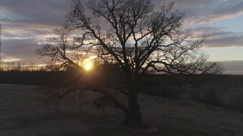 Evening sunset, which is seen through the branches of a lonely and gloomy tree Stock Footage 75465400