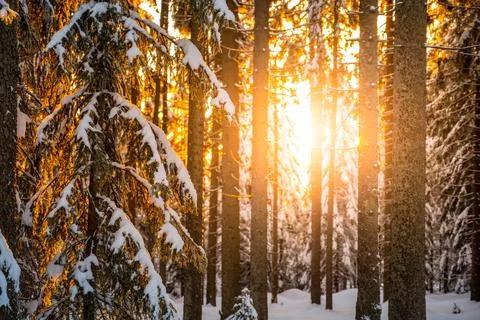 Evening sunset in winter forest Stock Photos