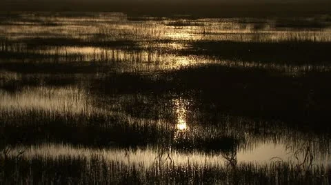 An evening in the swamp Stock Footage 12761447
